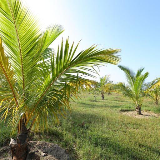 Kayjay Palms Hotel Passikudah Екстериор снимка